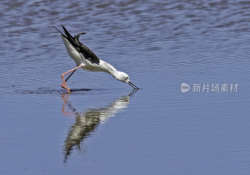 黑翅高跷，普通高跷，或花式高跷(Himantopus Himantopus)是一种广泛分布的长腿涉禽和高跷家族(Recurvirostridae)。纳库鲁湖国家公园，肯尼亚